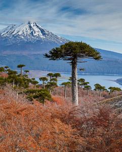 <p>Study expeditions to national parks in the pristine Araucania Region</p>