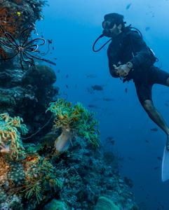 <p>Scuba or snorkel the clear blue waters of the Great Barrier Reef</p>
