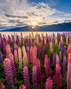 <p>Trip and tour of the South Island’s mountains, lakes, and glaciers</p>
