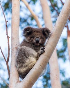 <p>Breakfast with koalas event- a cuddly highlight for all students</p>
