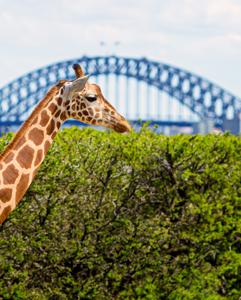 <p>Interact with animals in a private guided tour of Wildlife Sydney Zoo</p>
